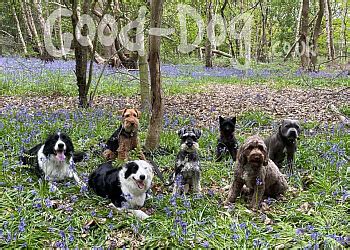 dog walkers newcastle upon tyne.